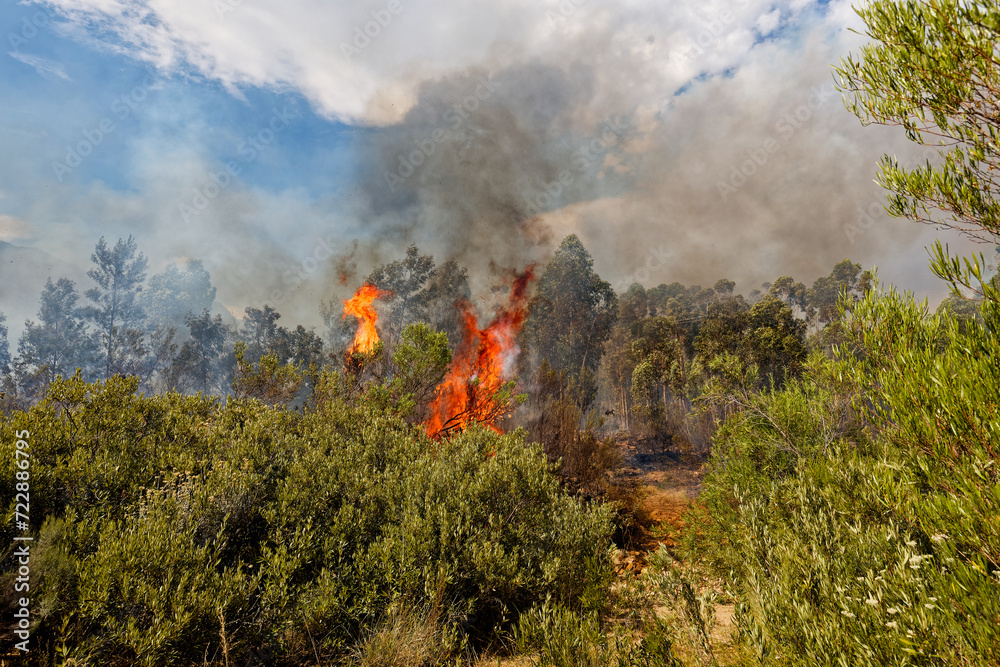 Fototapeta premium A wildfire raging across brush land near Worcester, Western Cape, South Africa.