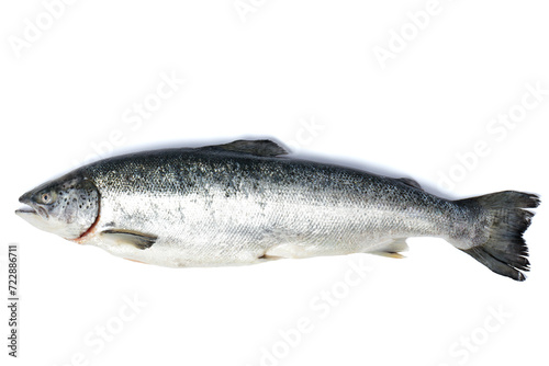 Salmon, trout fish isolated on white background.