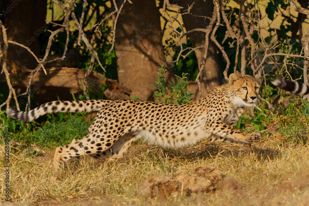 Obraz premium Cheetah (Acinonyx jubatus) sub adult walking, climbing and playing in the late afternoon in Mashatu Game Reserve in the Tuli Block in Botswana 