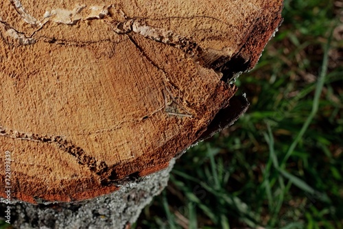 macro log, log structureб Log texture
