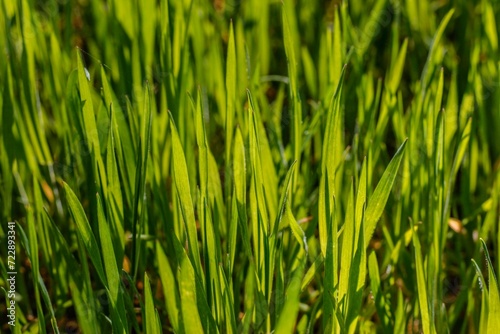 green grass background, fresh grass, spring vibes, vegan