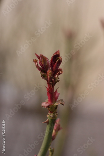 close up of a red leaf, rose leaf, young rose leaf