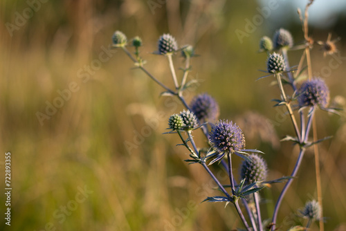 flowers on a meadow