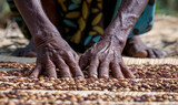African Women Spreading a Clove to dry on the thatched mat at Pemba island, Zanzibar, Tanzania