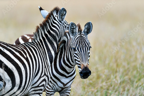 Zebra in the Savanna of Kenya