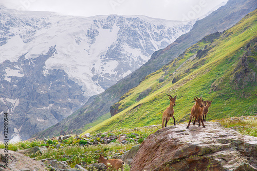 Wild goats against the backdrop of snow-capped mountains.