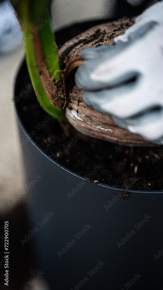 planting a coconut palm in a pot