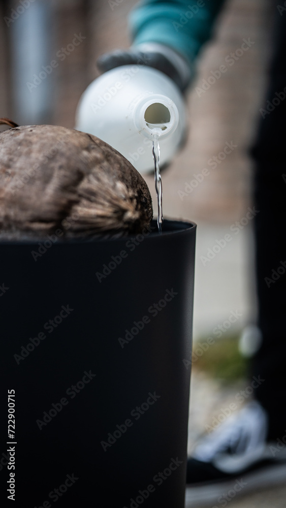 planting a coconut palm in a pot