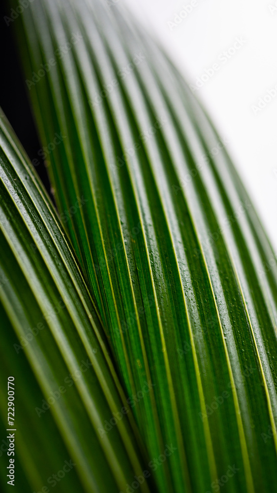 planting a coconut palm in a pot