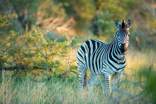 Zebra in the golden hour near Satara Kruger