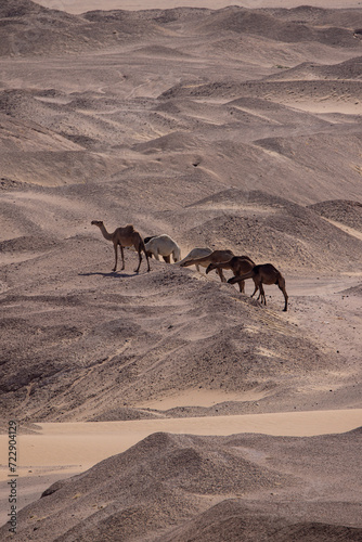Group of camels roaming in the vast desert