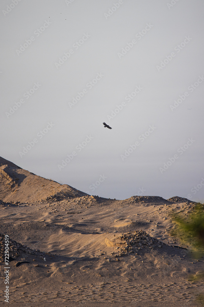 Fototapeta premium Eagle soars above a desert landscape with rolling hills