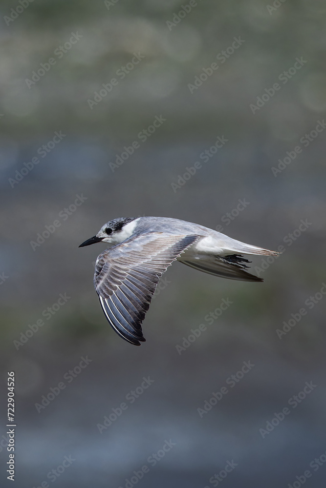 Close-up of a gull-billed tern in flight Close-up of a gull-billed tern in flight