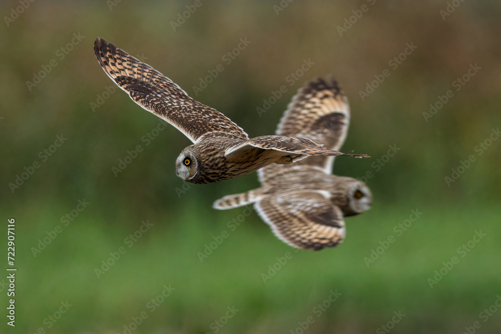 Naklejka premium short-eared owl in flight