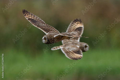 short-eared owl in flight