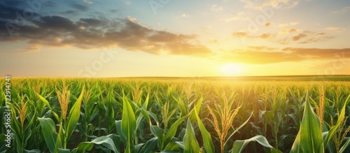 green corn field in agricultural garden and light shines sunset Beautiful sunset over corn field Panorama corn field sunset agricultural plantation in the sunset animal feed agricultural indust