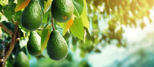 Green ripe organic avocados fruits hanging on avocado trees plantation. Creative Banner. Copyspace image