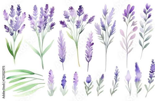 lavender watercolor clipart set, purple plant collection isolated on white background, Botanical herbal watercolor illustration for wedding, greeting card, wallpaper, textile, scrapbooking