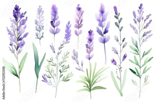 lavender watercolor clipart set, purple plant collection isolated on white background, Botanical herbal watercolor illustration for wedding, greeting card, wallpaper, textile, scrapbooking