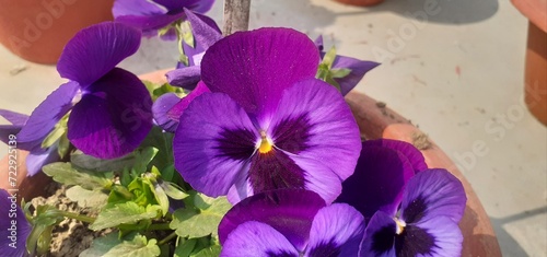 Original name(s): Purple Pansy Flowers Full Bloom in a Pot photo