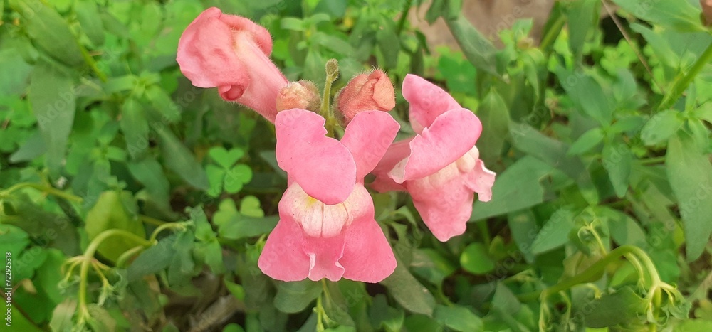 Pink White Snapdragon Flowers Full Bloom on Green Leaves Background Pink White Snapdragon Flowers Full Bloom on Green Leaves Background