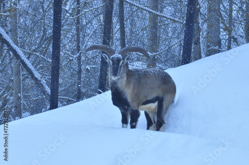 Canvas Print russia, russian federation, winter, snow, moscow, moscow region, moscow russia,
