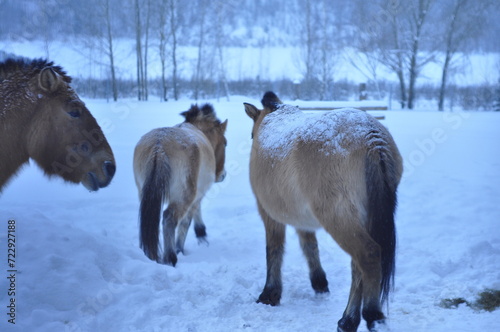 Photography russia, russian federation, winter, snow, moscow, moscow region, moscow russia,