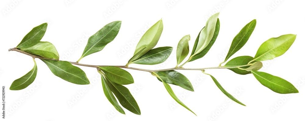 green leaves isolated on white green leaves isolated on white