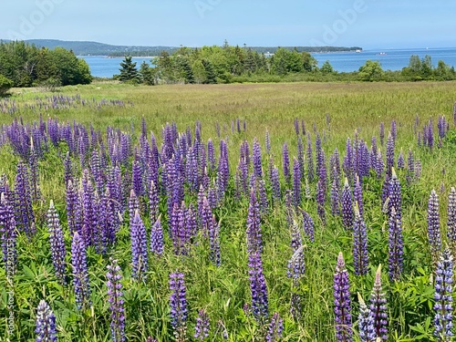 meadow of purple lupine near coastline