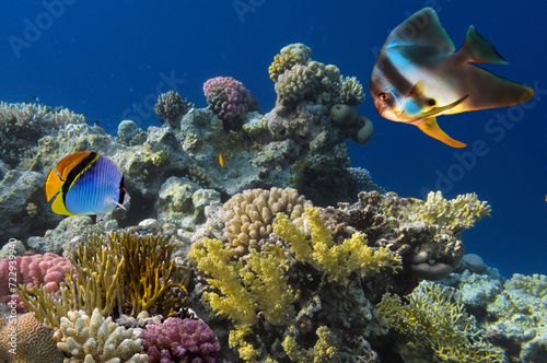 Fototapeta Naklejka Na Ścianę i Meble -  Beautiful tropical coral reef with shoal or red coral fish, Red Sea