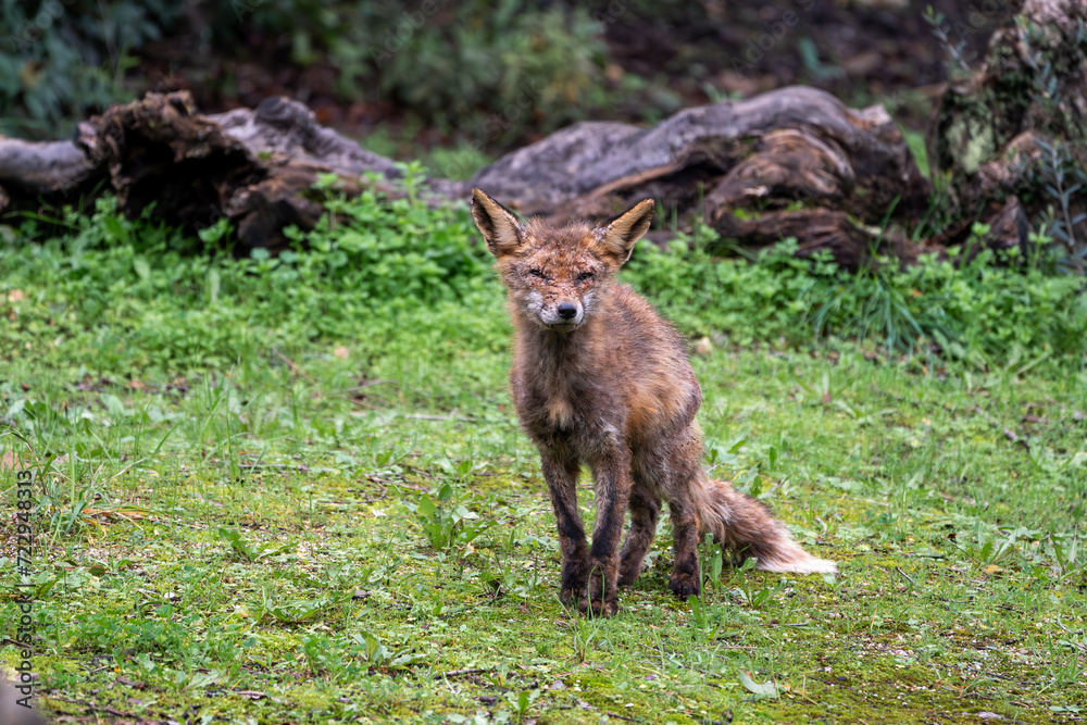 Beautiful portrait of a young red fox standing still on the grass with trees around looking at the camera with a curious face in the Sierra Morena, Andalusia, Spain, Europe Beautiful portrait of a young red fox standing still on the grass with trees around looking at the camera with a curious face in the Sierra Morena, Andalusia, Spain, Europe