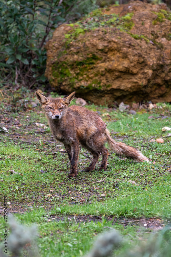 Beautiful vertical portrait of a young red fox standing still on the grass with trees around it looking at the camera and its bruised back in the Sierra Morena, Andalusia, Spain, Europe Beautiful vertical portrait of a young red fox standing still on the grass with trees around it looking at the camera and its bruised back in the Sierra Morena, Andalusia, Spain, Europe
