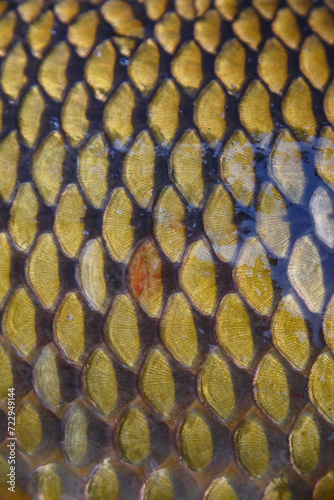 Scales on carp fish as abstract background.Fishing adventures, carp fishing.Gold background - fish scales.Texture.Whole background closeup