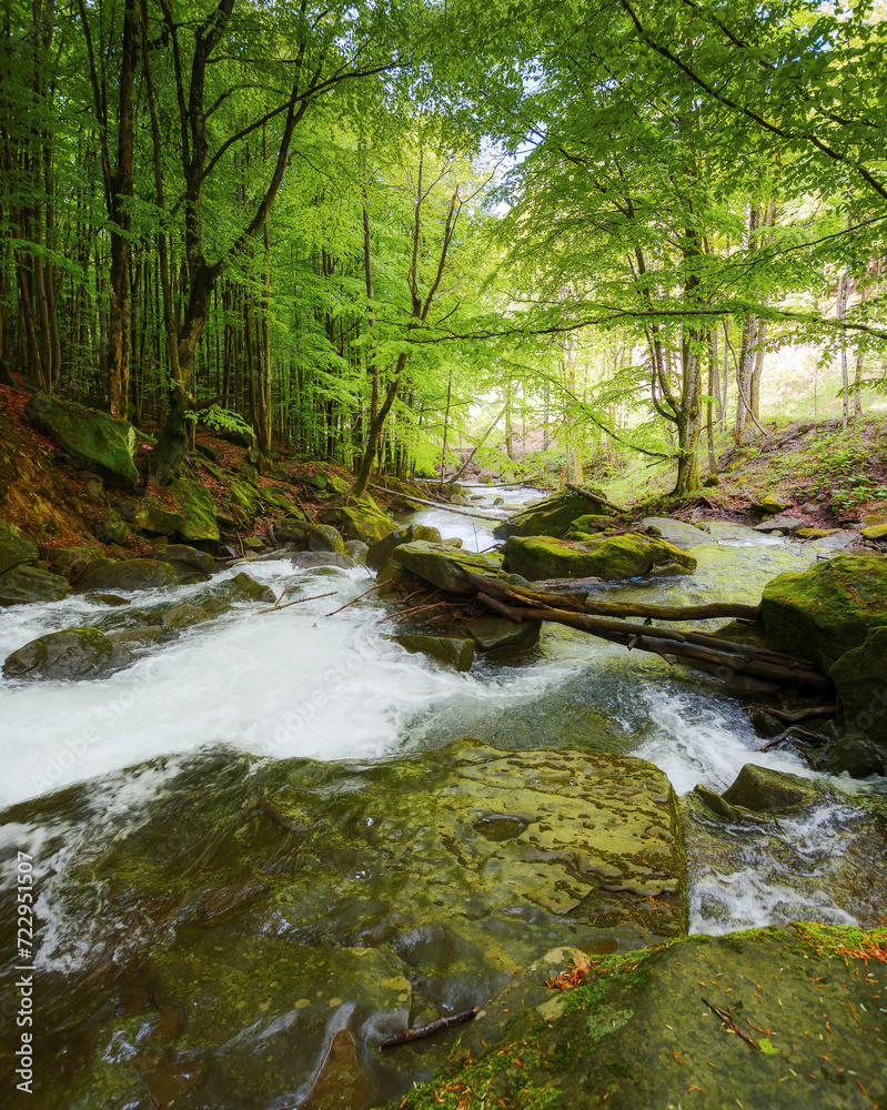 water stream in the beech forest among rocks. nature scenery in spring on a sunny day. beauty of carpathian nature water stream in the beech forest among rocks. nature scenery in spring on a sunny day. beauty of carpathian nature