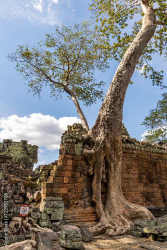 Fig roots and silk cotton growing among the ruins of the Ta Prohm temple at Angkor Wat.