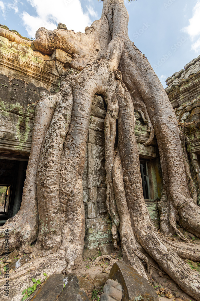 Naklejka premium Giant tree roots cover the Ta Prohm temple at Angkor Wat and claim their place in nature