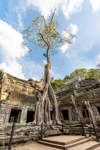 Tree with giant roots gains territory and covers the Ta Prohm temple in Angkor Wat