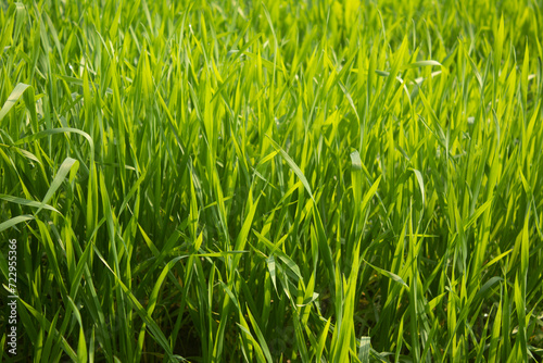 Green wheat grass background. Close up of fresh green wheat grass in the field