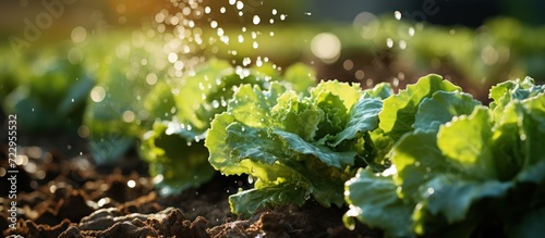 Automatic watering system on vegetables in green farm