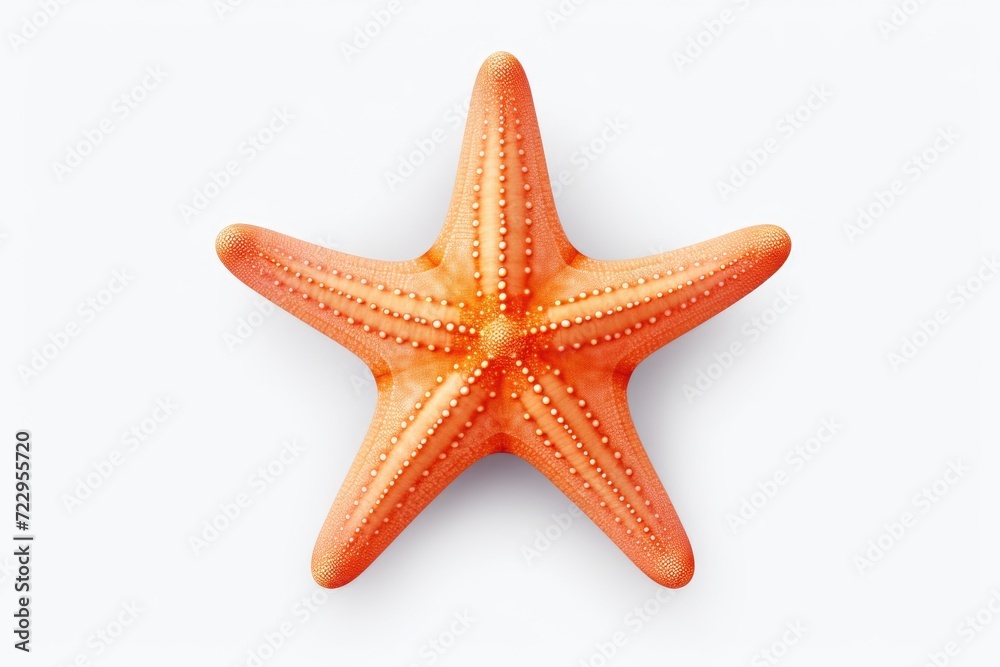 A starfish is displayed on a clean white surface. Versatile for various uses A starfish is displayed on a clean white surface. Versatile for various uses