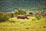 Reise durch Afrika. Tiere in ihrer natürlichen wilden Umgebung.