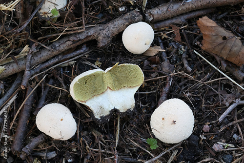 Meadow Puffball, Lycoperdon pratense, also called Vascellum pratense, wild fungus from Finland photo