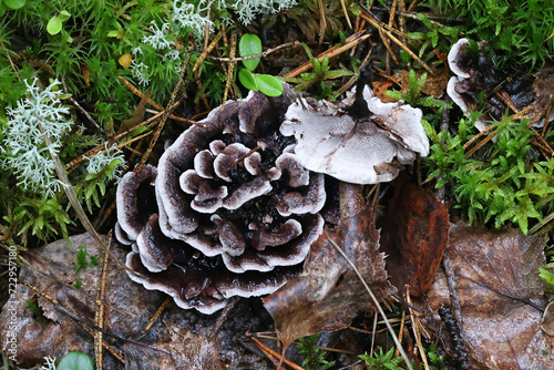 Grey tooth, Phellodon connatus, wild fungus from Finland photo