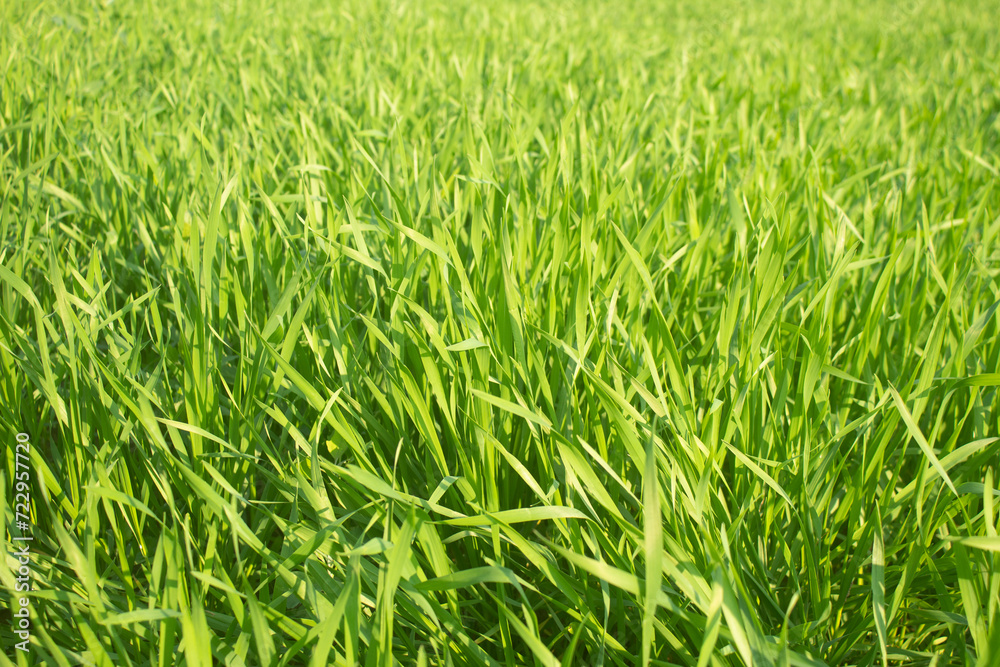 Green wheat grass in the field, close-up. Nature background. Green wheat grass in the field, close-up. Nature background.