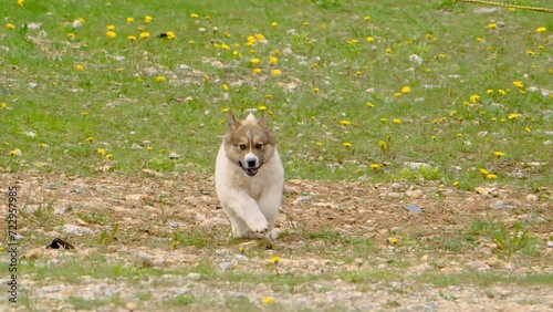 Cute puppy running in grass