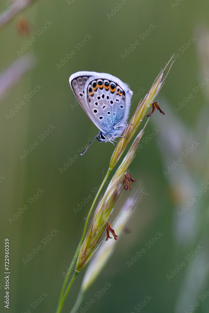 custom made wallpaper toronto digitalClose up of a beautiful butterfly (Common Blue,Polyommatus icarus).