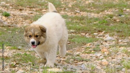 Extreme close up of small puppy running towards camera