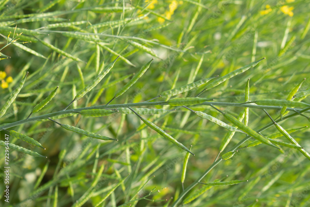 Green Mustard pod in the field. Close-up of mustard pod. Green Mustard pod in the field. Close-up of mustard pod.