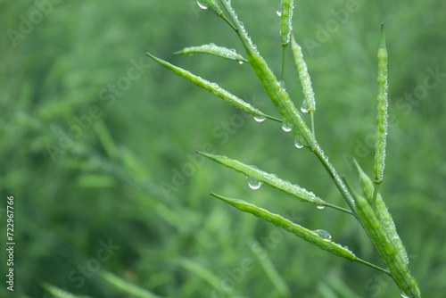 Dew droplets on green mustard pod with bokeh blurred background, close up