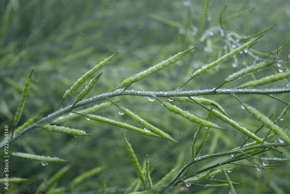 Close-up of green mustard pod with dew drops on it. Close-up of green mustard pod with dew drops on it.
